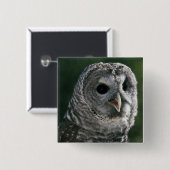 USA, Washington Staat. Barred Owl (Strix varia) Button (Vorne & Hinten)