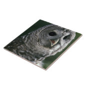 USA, Washington Staat. Barred Owl (Strix varia) Fliese (Seite)
