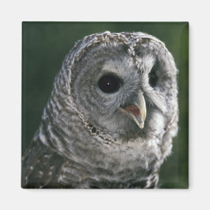 USA, Washington Staat. Barred Owl (Strix varia) Magnet