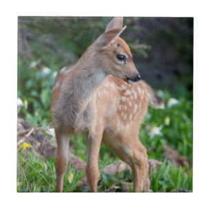 USA, Washington Staat. Blacktail Deer Fawn Fliese