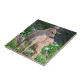 USA, Washington Staat. Blacktail Deer Fawn Fliese (Seite)