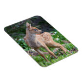 USA, Washington Staat. Blacktail Deer Fawn Magnet (Rechte Seite)