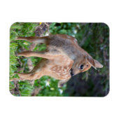 USA, Washington Staat. Blacktail Deer Fawn Magnet (Horizontal)