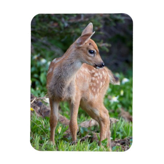 USA, Washington Staat. Blacktail Deer Fawn Magnet (Vertikal)