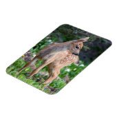 USA, Washington Staat. Blacktail Deer Fawn Magnet (Linke Seite)