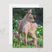 USA, Washington Staat. Blacktail Deer Fawn Postkarte (Vorne/Hinten)