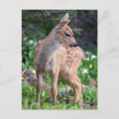 USA, Washington Staat. Blacktail Deer Fawn Postkarte (Vorderseite)