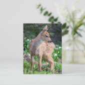 USA, Washington Staat. Blacktail Deer Fawn Postkarte (Stehend Vorderseite)