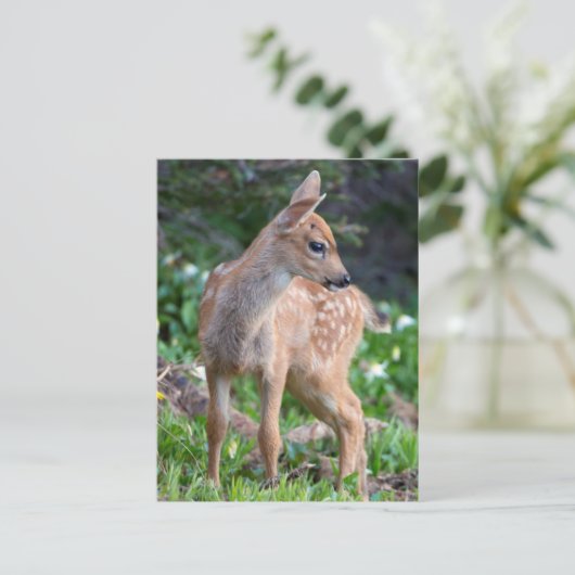 USA, Washington Staat. Blacktail Deer Fawn Postkarte (Stehend Vorderseite)