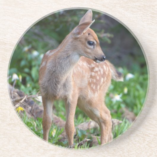 USA, Washington Staat. Blacktail Deer Fawn Untersetzer (Vorne)