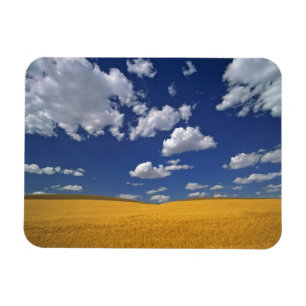 USA, Washington Staat, Colfax. Reißgerste trifft Magnet