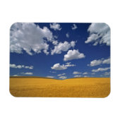 USA, Washington Staat, Colfax. Reißgerste trifft s Magnet (Horizontal)