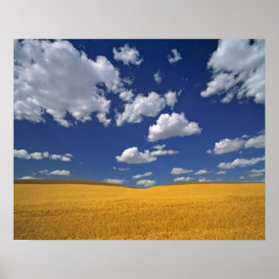 USA, Washington Staat, Colfax. Reißgerste trifft s Poster