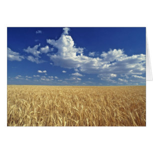 USA, Washington Staat, Colfax. Reizweizen