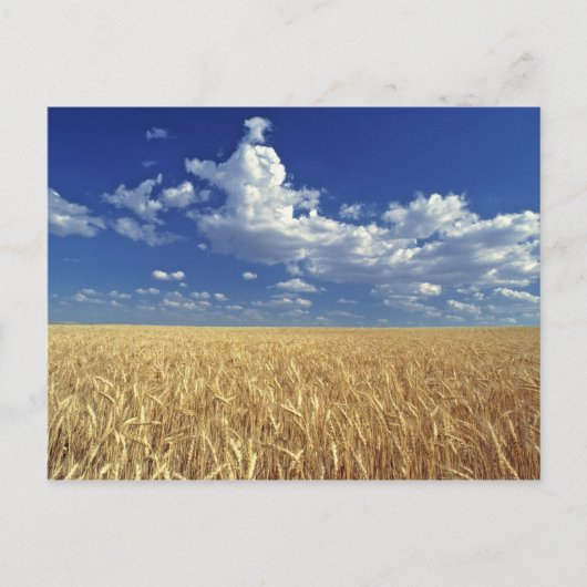 USA, Washington Staat, Colfax. Reizweizen Postkarte (Vorderseite)