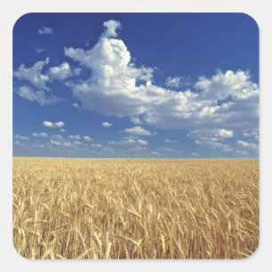 USA, Washington Staat, Colfax. Reizweizen Quadratischer Aufkleber