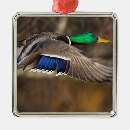 USA, Washington Staat, Mallard, Mann, Fliege. Ornament Aus Metall (Vorne)