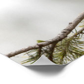 USA, Washington Staat. Männlicher Nordflicker 2 Poster (Ecke)