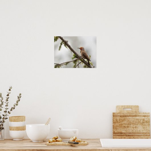 USA, Washington Staat. Männlicher Nordflicker 2 Poster (Küche)