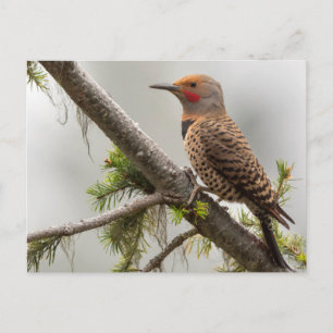 USA, Washington Staat. Männlicher Nordflicker 2 Postkarte