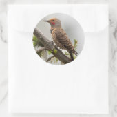 USA, Washington Staat. Männlicher Nordflicker 2 Runder Aufkleber (Tasche)