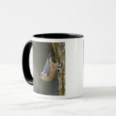 USA, Washington Staat, Rothatch, Tasse (Vorderseite Links)