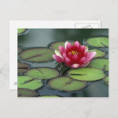 USA, Washington Staat, Seattle. Wasserlilie und Postkarte (Vorne/Hinten)