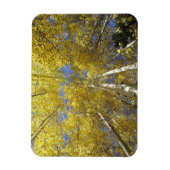 USA, Washington, Stevens Pass Herbstfarbene Aspen Magnet (Vertikal)
