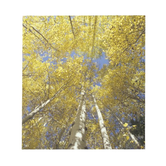 USA, Washington, Stevens Pass Herbstfarbene Aspen Notizblock (Vorderseite)