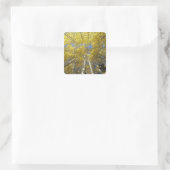 USA, Washington, Stevens Pass Herbstfarbene Aspen Quadratischer Aufkleber (Tasche)