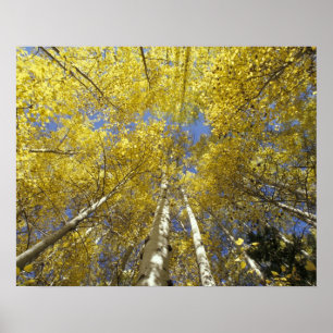 USA, Washington, Stevens Pass Herbstfarbene Espen Poster