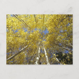 USA, Washington, Stevens Pass Herbstfarbene Espen Postkarte