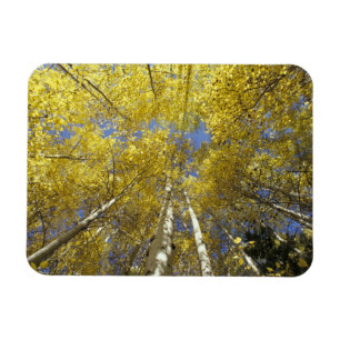 USA, Washington, Stevens Pass Herbstlich gefärbte  Magnet