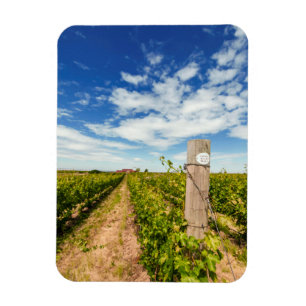 USA, Washington, Walla. Cabernet Sauvignon Magnet