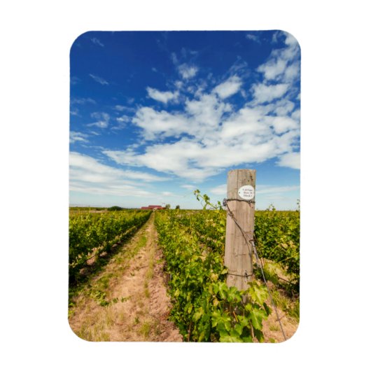 USA, Washington, Walla. Cabernet Sauvignon Magnet (Vertikal)
