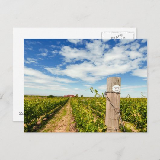 USA, Washington, Walla. Cabernet Sauvignon Postkarte (Vorne/Hinten)