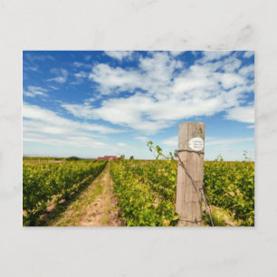 USA, Washington, Walla Walla. Cabernet Sauvignon Postkarte