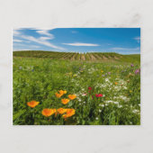 USA, Washington, Walla. Wildblumen Postkarte (Vorderseite)
