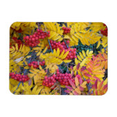 USA, Washington, Western Mountain Ash, Okanogan Magnet (Horizontal)