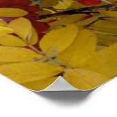 USA, Washington, Western Mountain Ash, Okanogan Poster (Ecke)