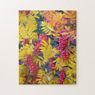 USA, Washington, Western Mountain Ash, Okanogan Puzzle