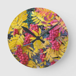 USA, Washington, Western Mountain Ash, Okanogan Runde Wanduhr