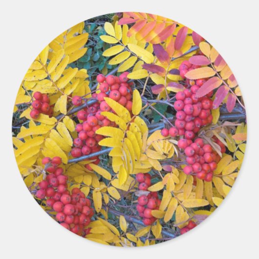 USA, Washington, Western Mountain Ash, Okanogan Runder Aufkleber (Vorderseite)