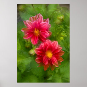 USA, Washington, Whidbey Island. Dahlia Montage Poster