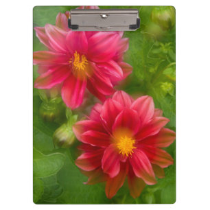 USA, Washington, Whidbey Island. Dahlien-Montage Klemmbrett