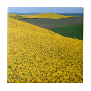 USA, Washington, Whitman County, Palouse, Raps Fliese