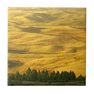 USA, Washington, Whitman County, Palouse, Weizen Fliese