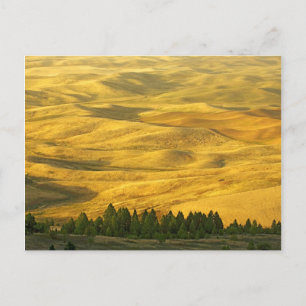 USA, Washington, Whitman County, Palouse, Wheat Postkarte