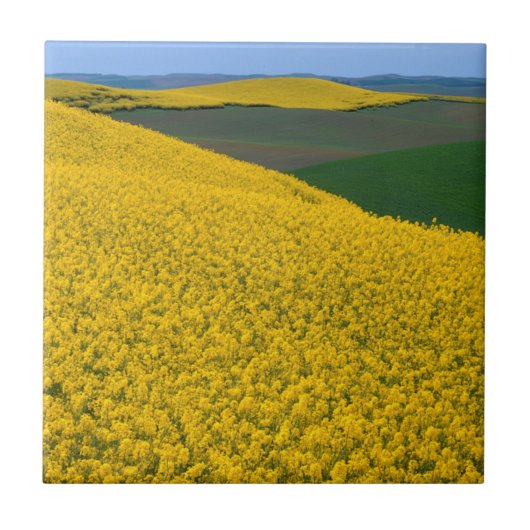 USA, Washington, Whitman Landkreis, Palouse, Canol Fliese (Vorderseite)