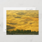 USA, Washington, Whitman Landkreis, Palouse, Weize Postkarte (Vorne/Hinten)
